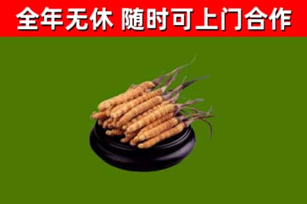 凉州回收散虫草